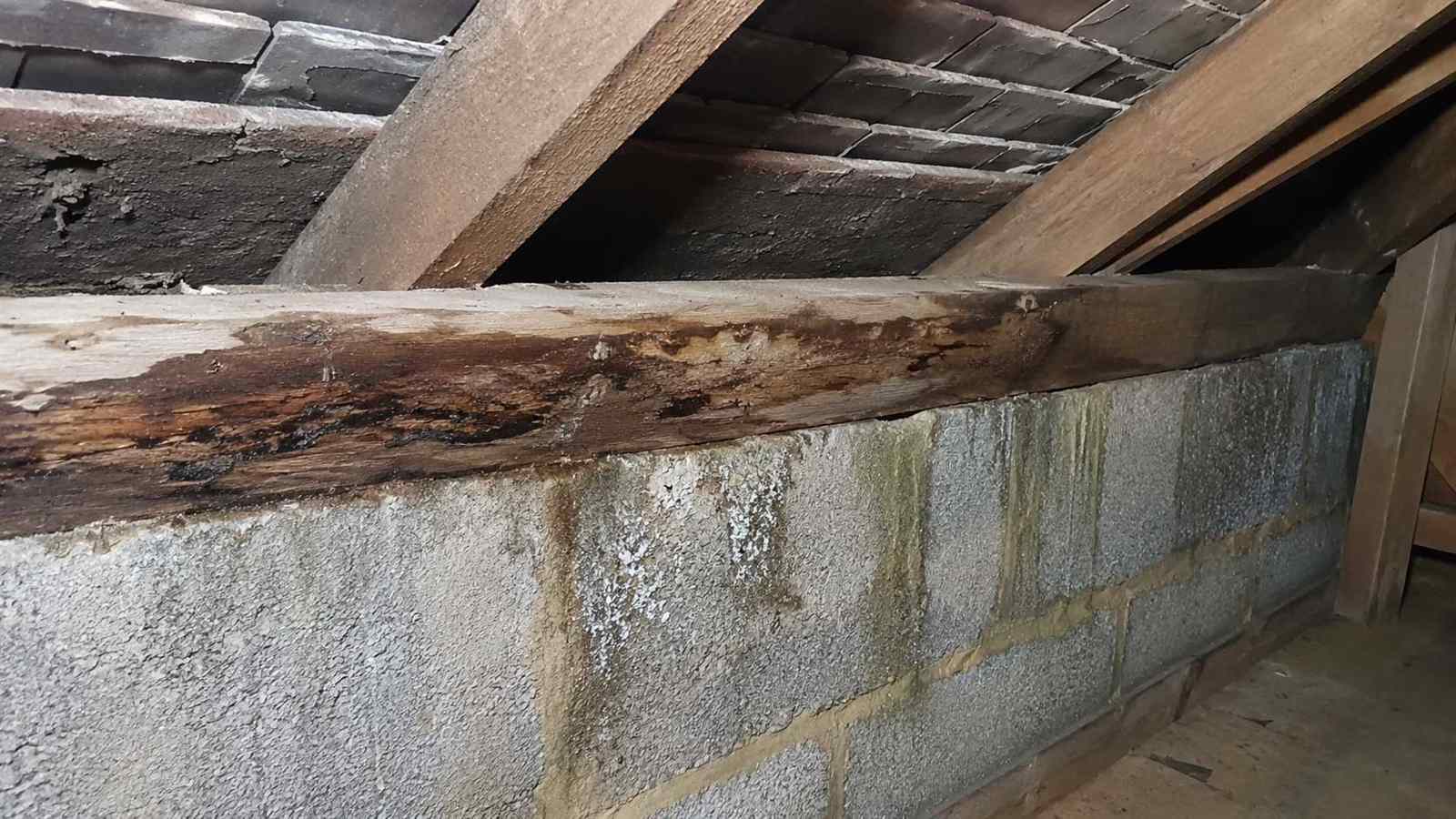 Rotten Timber Hidden Behind Plasterboard — illustrative timber damage or inspection photograph