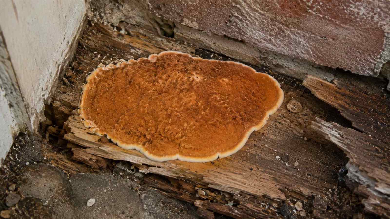 Timber decay examples in unusual warning signs