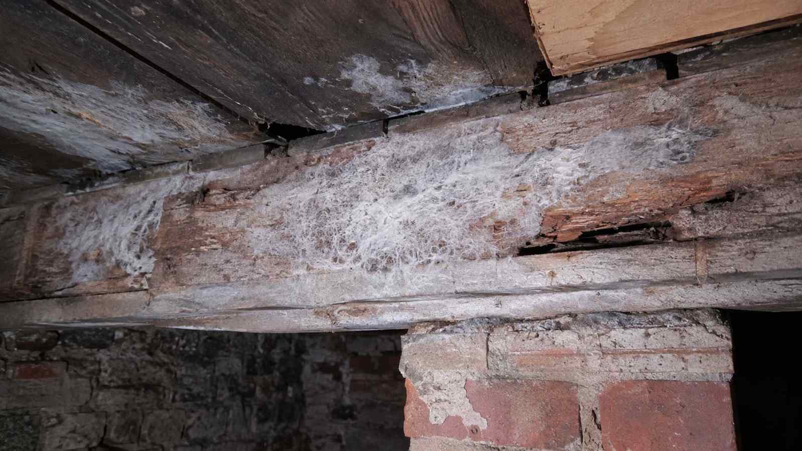 Timber and building detail relevant to what is dry rot?