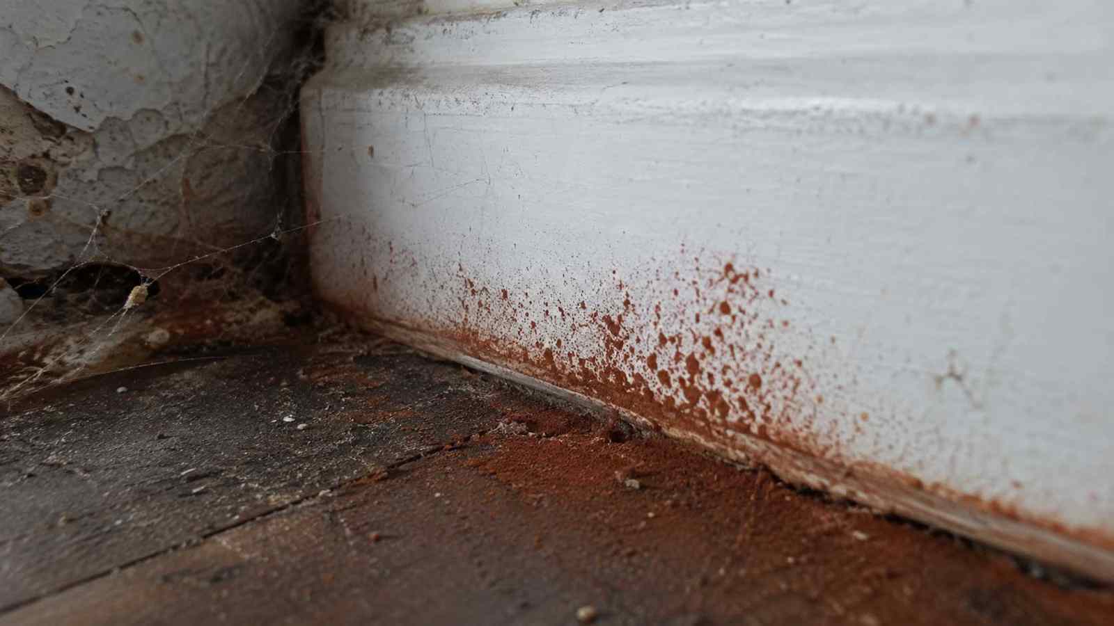 Timber and building detail relevant to dry rot spore dust