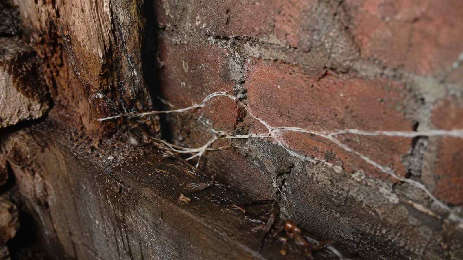Dry rot strands crossing damp masonry beside decayed timber