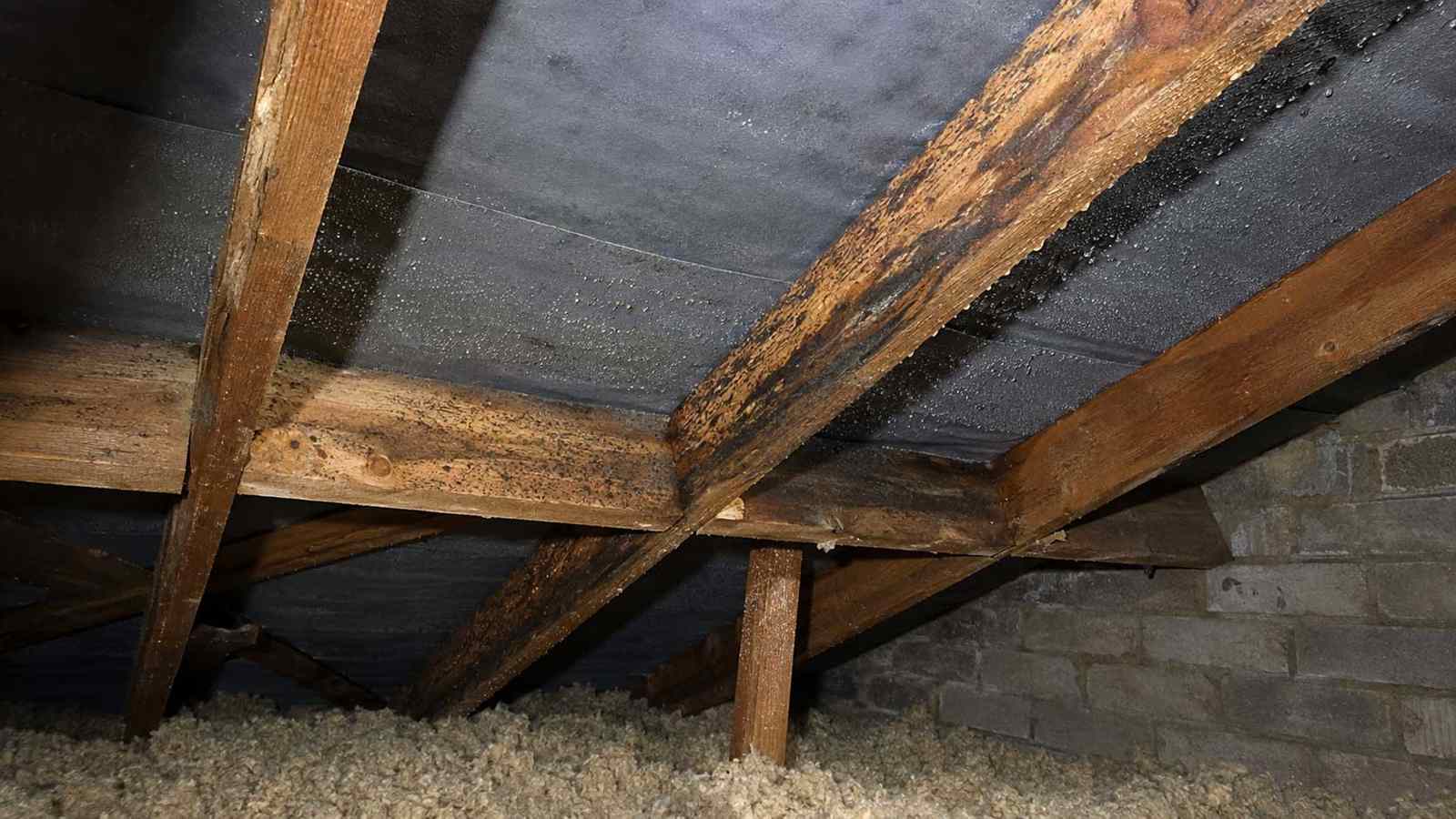 Black Timber in the Loft: Mould or Rot? — illustrative timber damage or inspection photograph