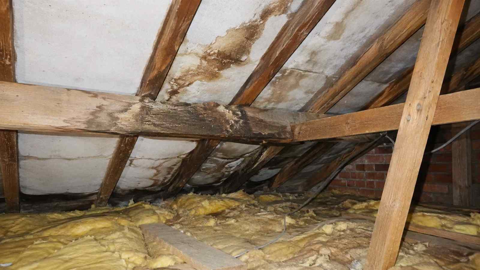 Timber decay examples in roof timbers