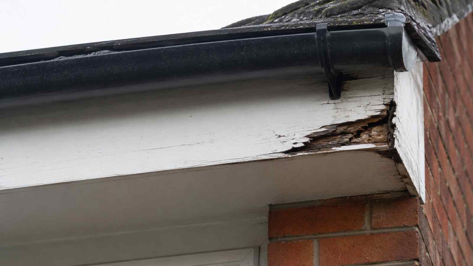 Repair or Replace Rotten Timber? — illustrative timber damage or inspection photograph