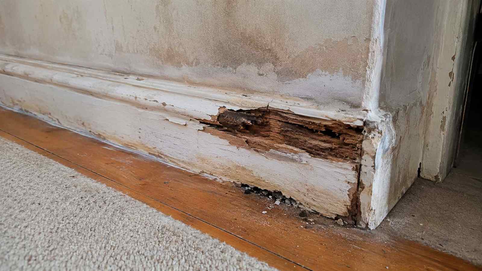 Why Are My Skirting Boards Rotting? — illustrative timber damage or inspection photograph