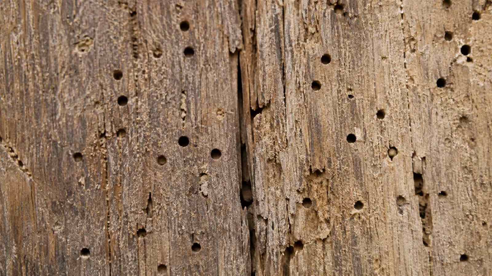 What Does a Woodworm Treatment Guarantee Cover? — illustrative timber damage or inspection photograph