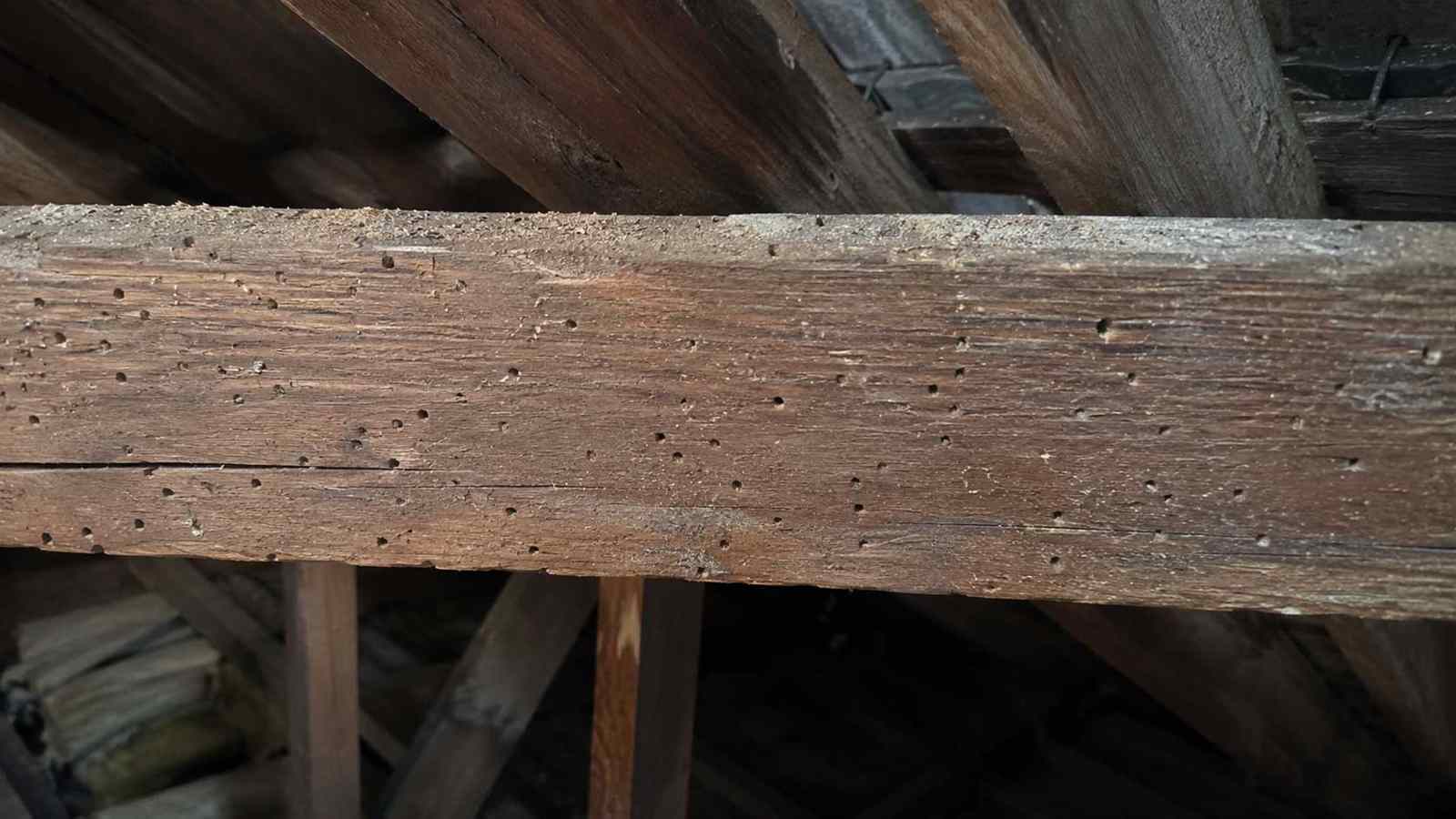 Timber and building detail relevant to what is woodworm?